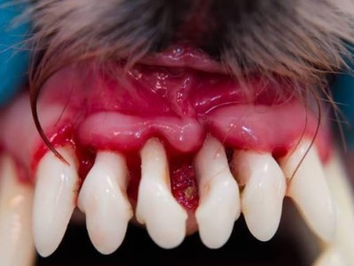 狗狗牙周炎的症状、药物治疗及预防措施（了解狗狗牙周炎，让爱宠更健康）