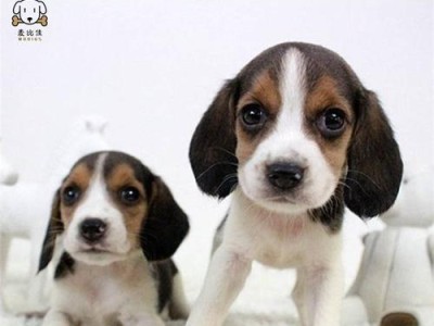 比格犬价格及特点解析（了解比格犬的价格和区别巴吉度，选择适合你的宠物伙伴）