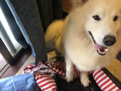 萨摩耶犬头颈毛发长齐时间详解（以宠物为主，让你的萨摩耶更迷人）