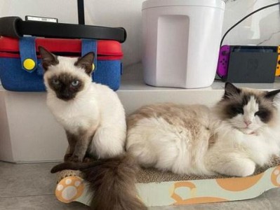 暹罗猫饲养全攻略（从萌新到专业养猫人，这里有你需要的一切）