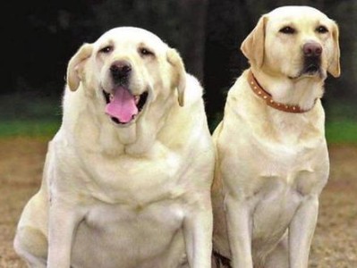 养拉布拉多犬的注意事项（为您的拉布拉多提供健康幸福的生活）