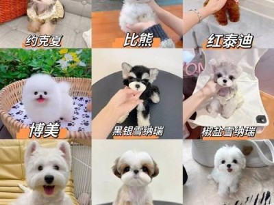 纯种英国短毛猫的价格及挑选方法（一只合适的纯种英短，关键在于选择）