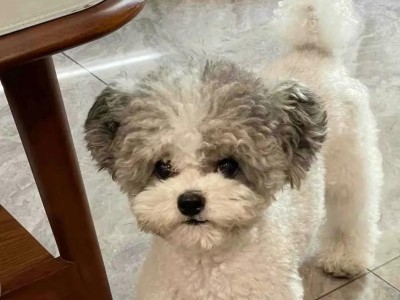 养狗小知识（狗狗一天需要喝多少水？哪些水对狗狗有害？）