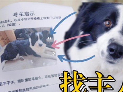边境牧羊犬价格下降，养犬人数减少的原因（市场变化与购买考量的影响力）