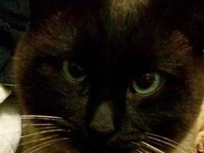 揭秘——猫咪耳朵掉毛黑色的真相（宠物养护知识，耳朵养护新发现）