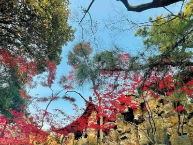 五彩琴尾鱼的饲养方法（打造美丽水族箱，关爱你的五彩琴尾鱼）