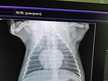 狗狗内热该如何处理？（药物治疗是个好方法吗？）