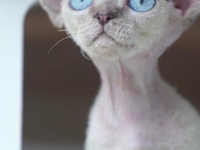 选择适合猫毛色漂亮的食物（为了拥有漂亮的猫毛色，你需要了解这些关键食物）