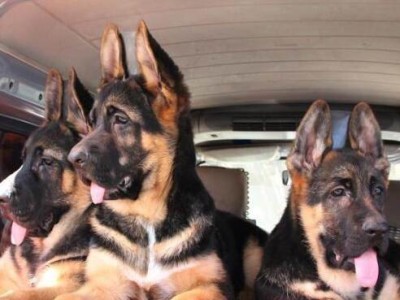 夏季德国牧羊犬宠物养护全攻略（如何在夏季给德国牧羊犬提供最佳的养护？）