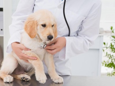 狗狗繁殖前的必要检查（保障狗狗健康的关键步骤）