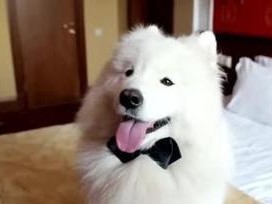 科学饲养萨摩耶犬，幸福宠物生活（避免这些错误的饲养方式，让萨摩耶犬快乐成长）