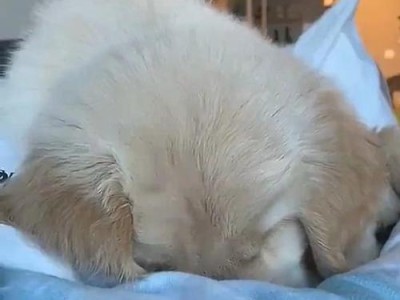 金毛宝宝的睡眠需求及养育要点（了解三个月大金毛的睡眠需求和养育技巧，打造健康快乐的成长环境）