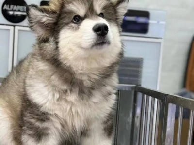 探秘六个月大的阿拉斯加犬（了解阿拉斯加犬在成长阶段的特点及需要关注的事项）