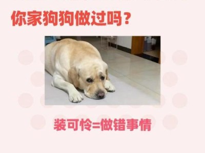狗叨鞋的原因与解决办法（了解狗叨鞋的行为背后的原因，从而寻找解决办法）