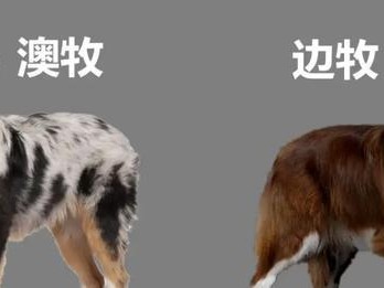 如何改善边境牧羊犬毛发粗糙问题（掌握美毛技巧，让宠物毛发更柔顺亮丽）