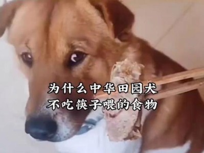 狗狗不吃饭的原因及应对方法（为什么狗狗不吃饭？如何解决狗狗的食欲问题？）