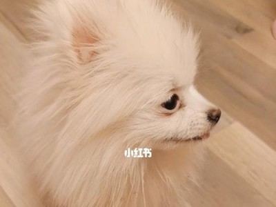 博美换主人后多久适应？（从宠物角度看新主人接纳时间）