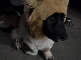探索黑色短腿狗的不同品种（多样性、特点和饲养要点）