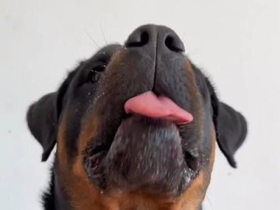 罗威纳犬（探寻罗威纳犬鲜见的原因及其关键特征）