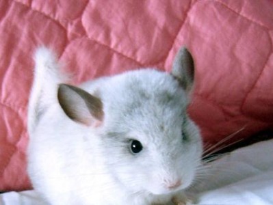 宠爱龙猫，细节决定健康（如何科学喂养粉白龙猫）