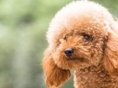 泰迪犬能不能喝牛奶？（宠物喝牛奶需谨慎，了解五大注意事项。）