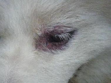 为什么狗狗拉屎是灰色的？（探究狗狗拉屎颜色的原因和健康问题）