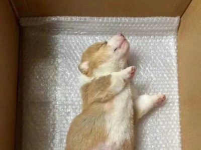 柯基犬价格及纯度判断（了解柯基犬价格和鉴定纯种的方法）