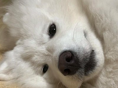 成年萨摩鼻头颜色之美（探秘成年萨摩鼻头的多彩世界）