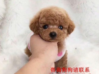 宠物泰迪疫苗与驱虫时机的重要性（了解泰迪的疫苗接种和驱虫时间，保障宠物健康）
