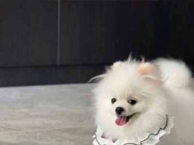 如何判断博美犬是否纯种（纯种博美犬的判断方法及关键标准）
