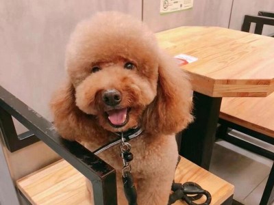 泰迪狗（探索泰迪狗为何不易褪色的原因）