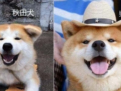 秋田犬的地位岌岌可危（养犬人数逐渐减少，秋田犬面临绝种危机）
