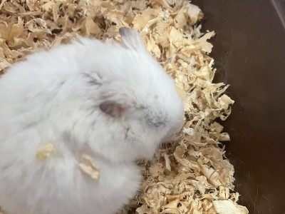仓鼠为何会出现拉肚子现象？（仓鼠拉肚子的原因及处理方法）