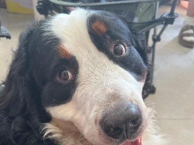 全面了解伯恩山犬的历史与照顾技巧（了解伯恩山犬的起源、特点和照顾要点）