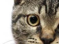 褴褛猫的饲养方法（让您的褴褛猫过上舒适健康的生活）