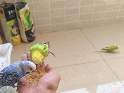 虎皮雏鸟的食物摄入程度（探索虎皮雏鸟食物摄入的极限及影响因素）