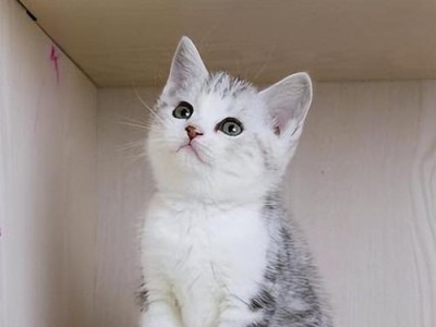 家猫的常见品种及其特点（了解家猫品种，选择适合你的宠物伴侣）