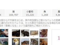 在家里养猫，你需要准备什么手续？（为了顺利养猫，你需要了解这些必备手续）