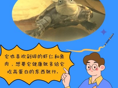 乌龟的饮食习性与喜好（探索乌龟喜欢吃的食物种类和理由）