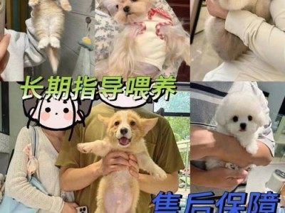 柴犬价格及其优缺点分析（了解柴犬的价格和优缺点，选择适合自己的宠物）