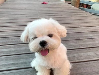 探索迷人的马尔济斯犬世界（了解马尔济斯犬的特点和饲养要点）