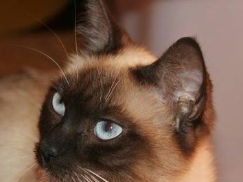 全球最受欢迎的猫咪品种排名（探索宠物世界中最有名的猫咪品种，以及它们的特征和魅力。）