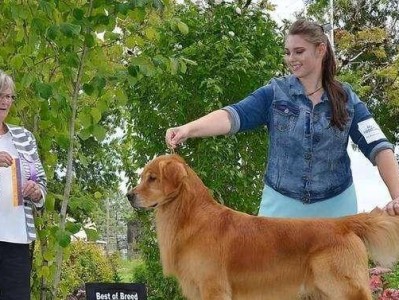 养金毛寻回猎犬幼犬注意事项（宠物爱好者必看！如何正确养护幼小的金毛寻回猎犬？）