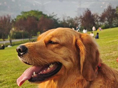 世界上最大的狗品种有哪些？（探寻巨型犬种的壮丽世界）