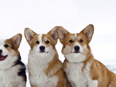 柯基犬价格及纯种鉴别指南（了解柯基犬的价格和如何判断是否纯种）