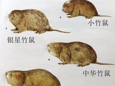 银星竹鼠的饲养方法（如何正确地饲养一只健康的宠物银星竹鼠）
