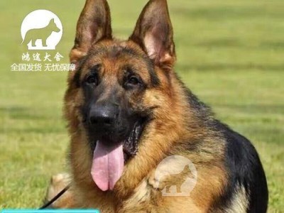 为什么狗狗会夹起尾巴弓着背？（探究狗狗心理状态的“语言”与行为，掌握正确的沟通方式）