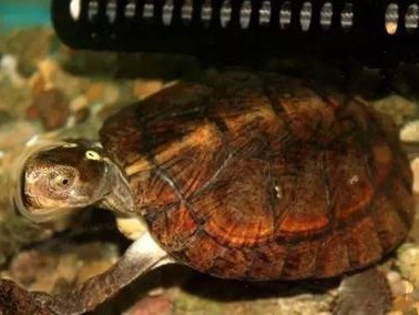 如何饲养你的凹甲陆龟（以宠物为主，让你的凹甲陆龟健康成长）