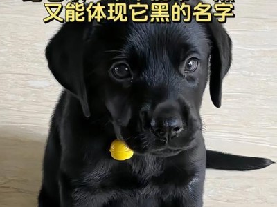 如何为你的狗取一个合适的名字？（狗名字选择指南）