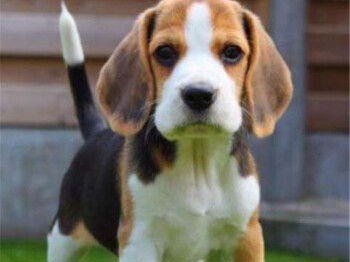 如何训练你的以巴吉度犬成为顺从的宠物（以宠物为主，让你的以巴吉度犬成为忠诚的伙伴）